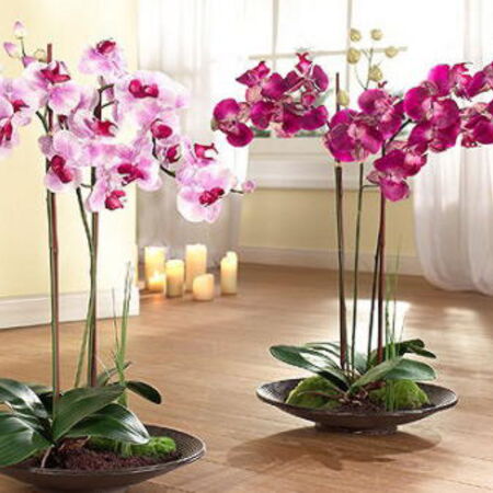 Как спасти орхидею с гнилыми корнями. Что делать если корни орхидеи сгнили.  Как реанимировать и как выглядят.